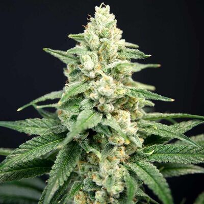 House of the Great Gardener - Lavender Barb (fem.) 07885