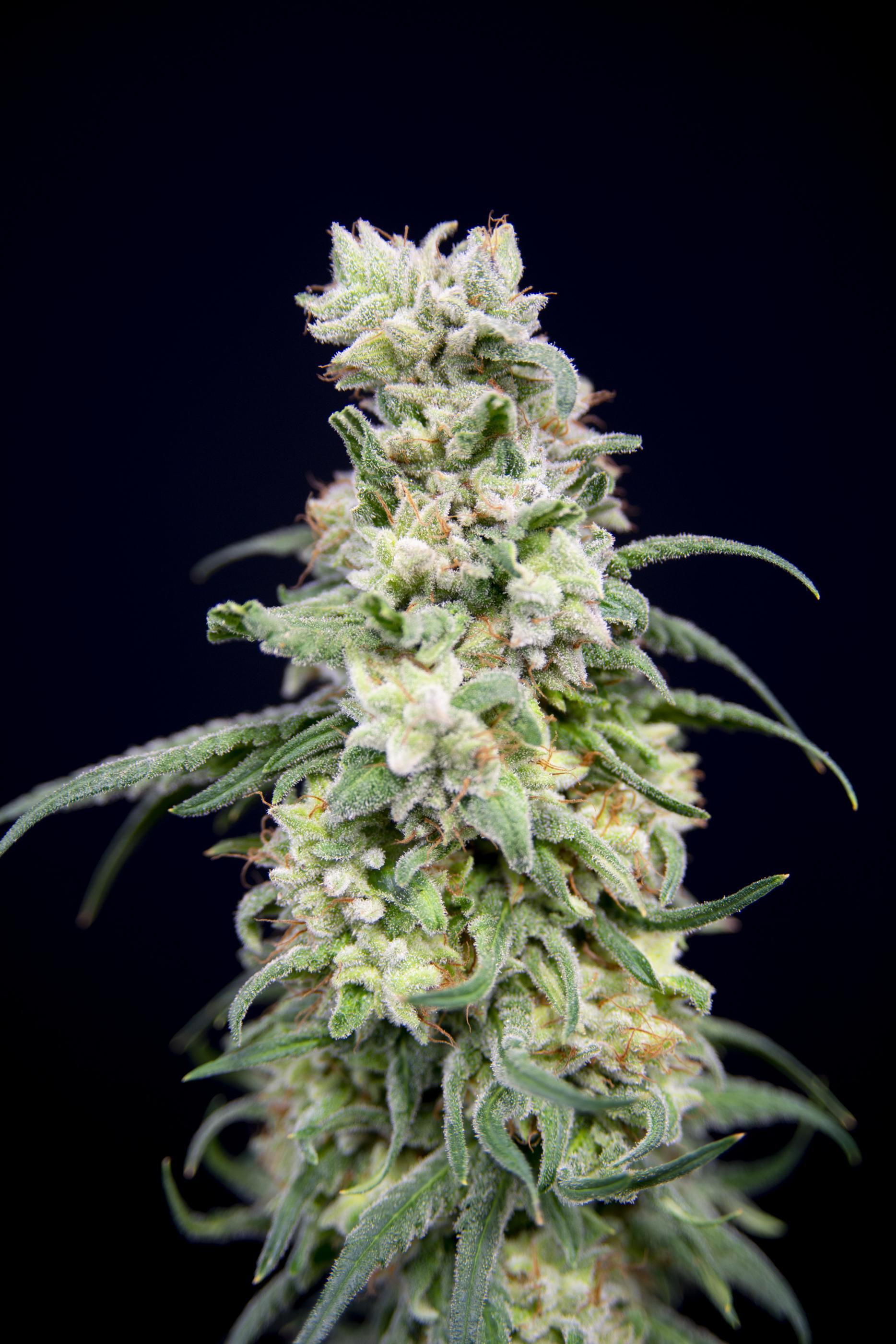 House of the Great Gardener - Rainbow Barb (fem.)