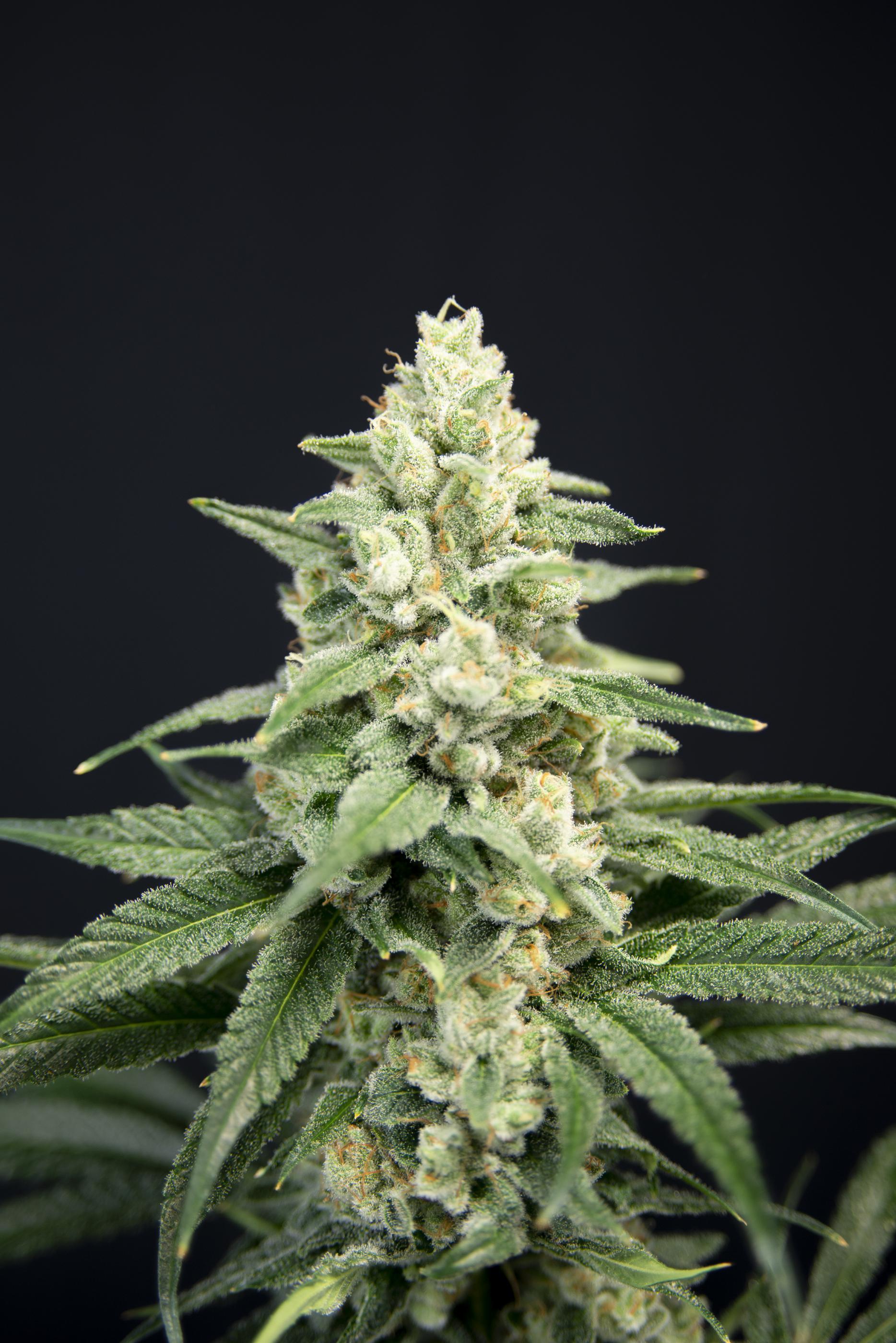 House of the Great Gardener - Lavender Barb (fem.)