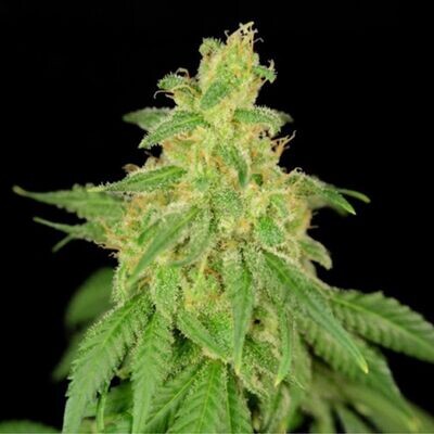 House of the Great Gardener - Rene CBD (fem.) 07888