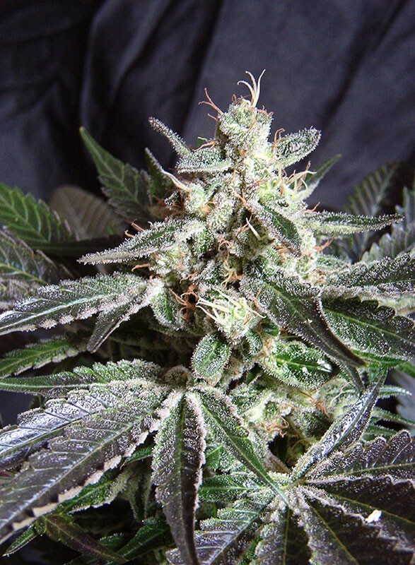 Sweet Seeds - Black Jack (fem.)