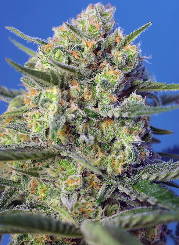 Sweet Seeds - Crystal Candy F1 Fast Version (fem.)