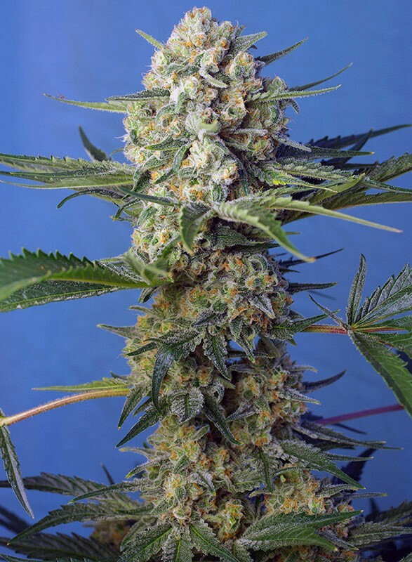 Sweet Seeds - Crystal Candy F1 Fast Version (fem.)