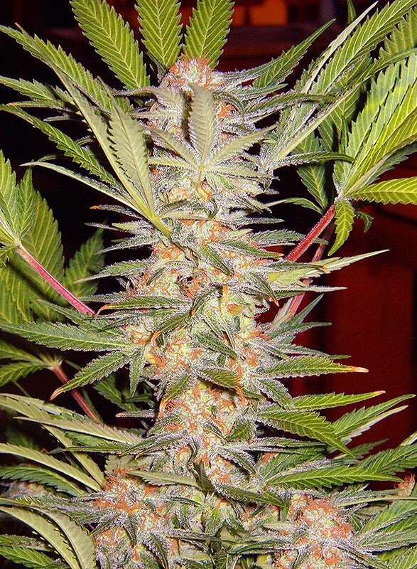 Sweet Seeds - S.A.D. Sweet Afgani Delicious S1 (fem.)