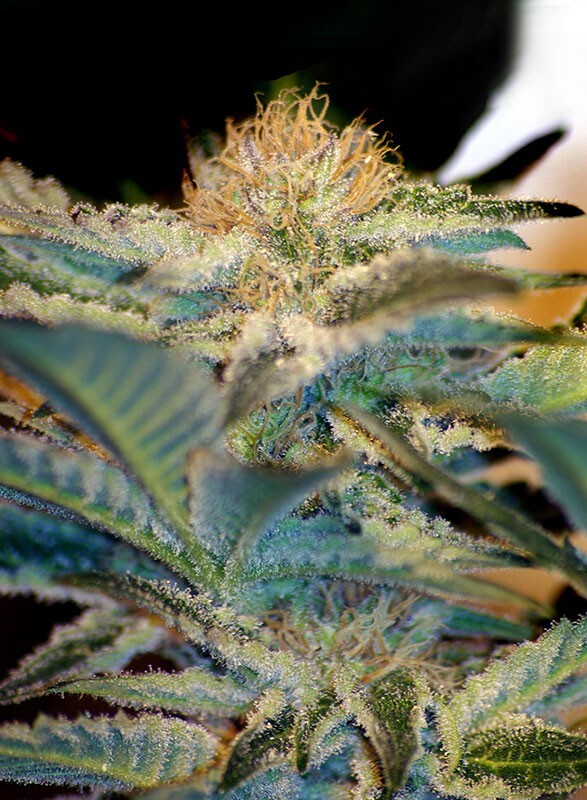 Sweet Seeds - Mohan Ram (fem.)