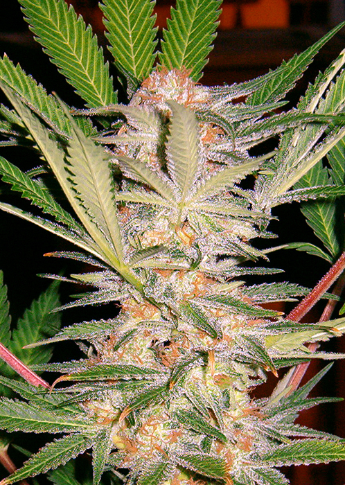 Sweet Seeds - S.A.D. Sweet Afgani Delicious S1 (fem.)