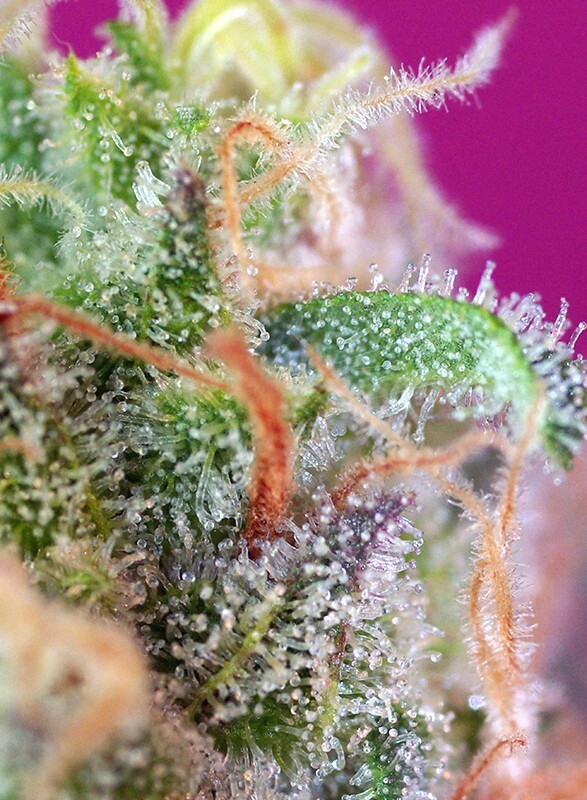 Sweet Seeds - S.A.D. Sweet Afgani Delicious S1 (fem.)