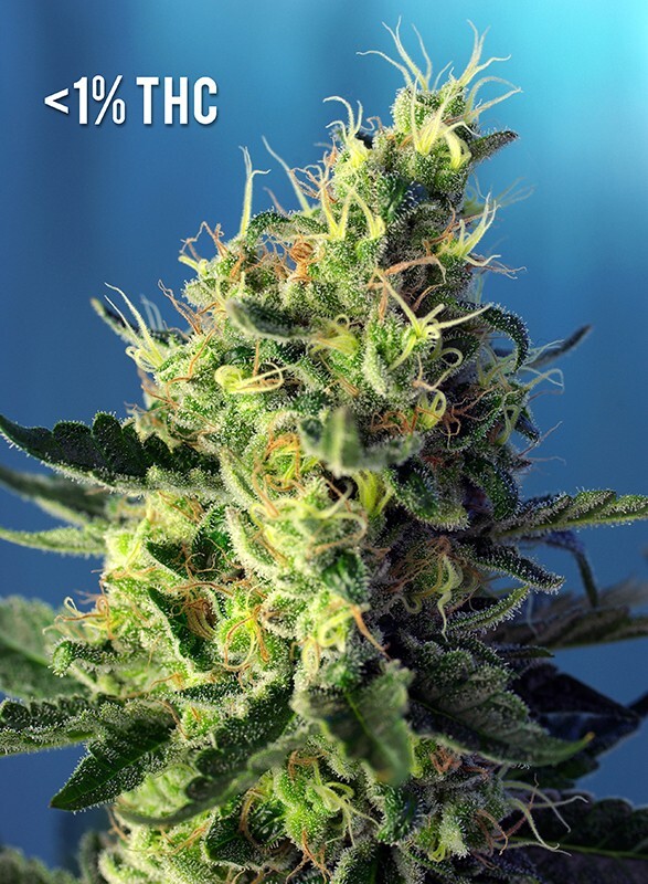 Sweet Seeds - Sweet Pure CBD (fem.)