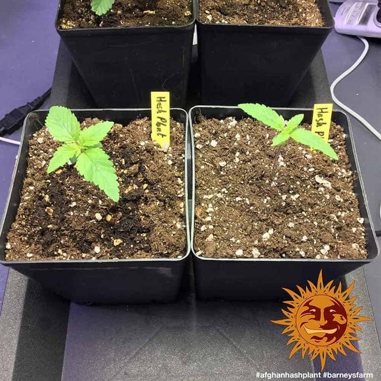 Barney's Farm - Afghan Hash Plant (reg.)