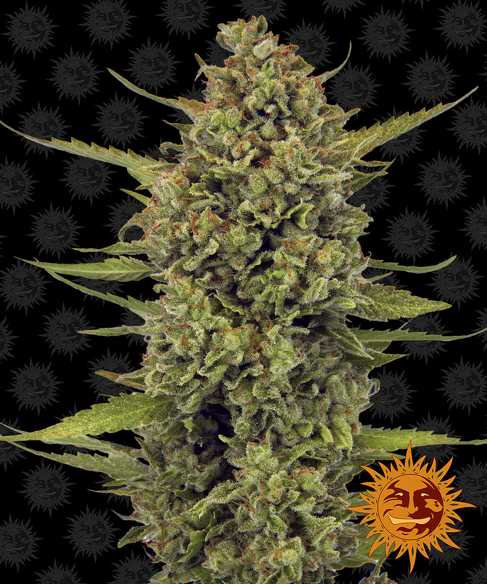 Barney's Farm - Acapulco Gold (fem.)