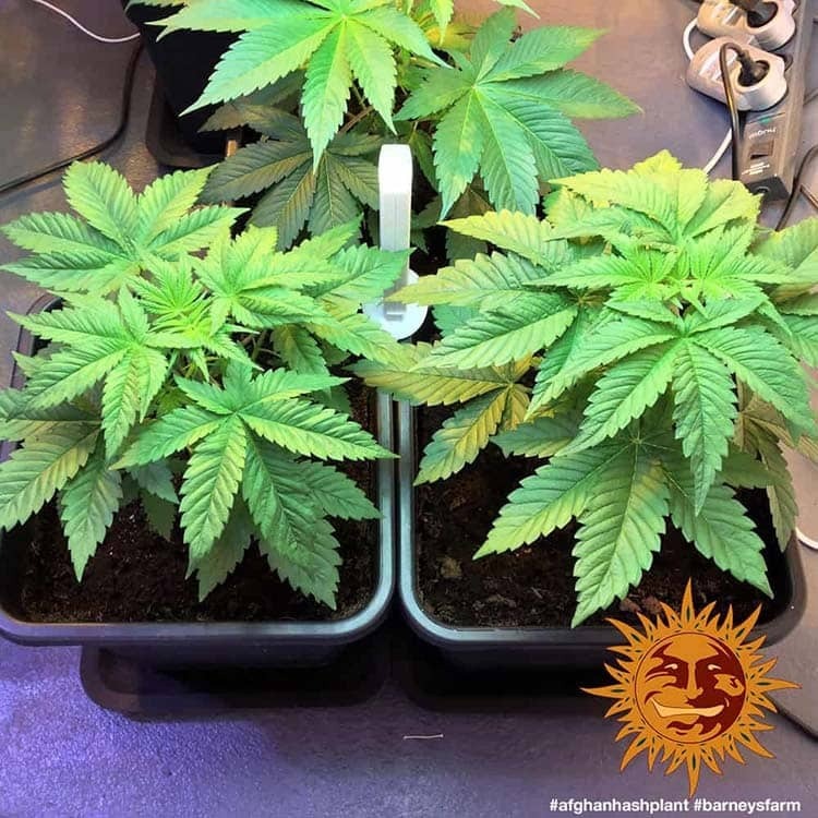 Barney's Farm - Afghan Hash Plant (reg.)