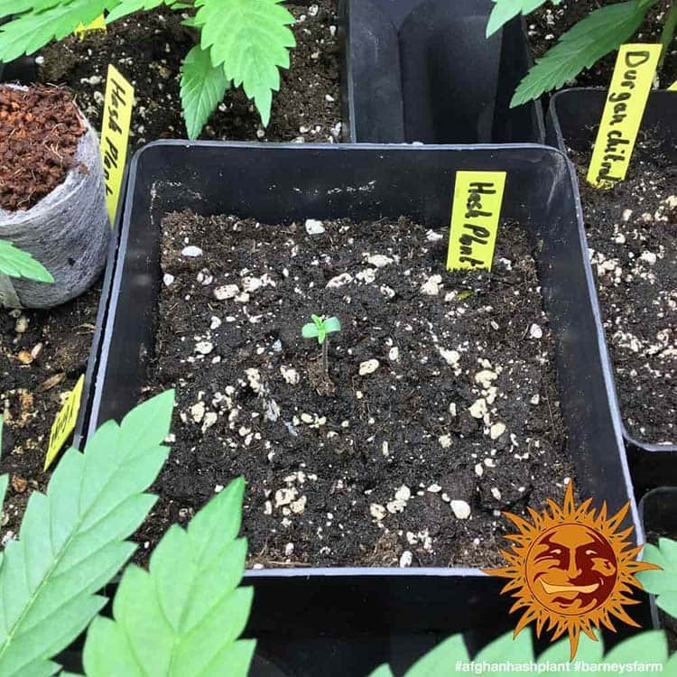 Barney's Farm - Afghan Hash Plant (reg.)