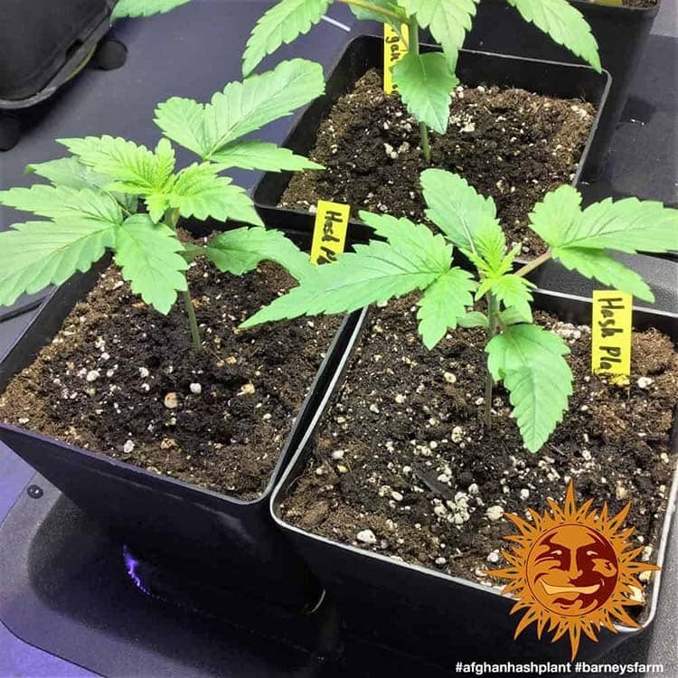 Barney's Farm - Afghan Hash Plant (reg.)