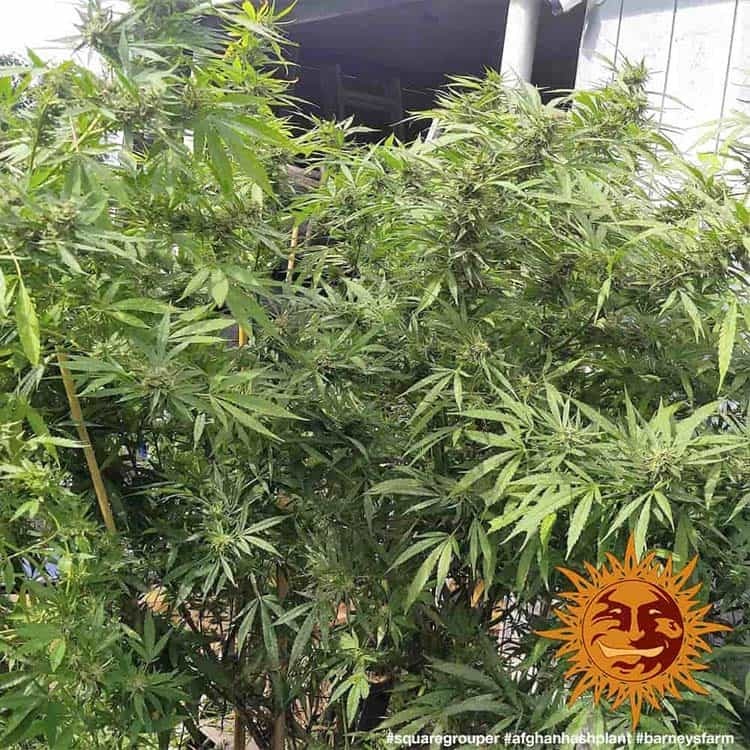 Barney's Farm - Afghan Hash Plant (reg.)