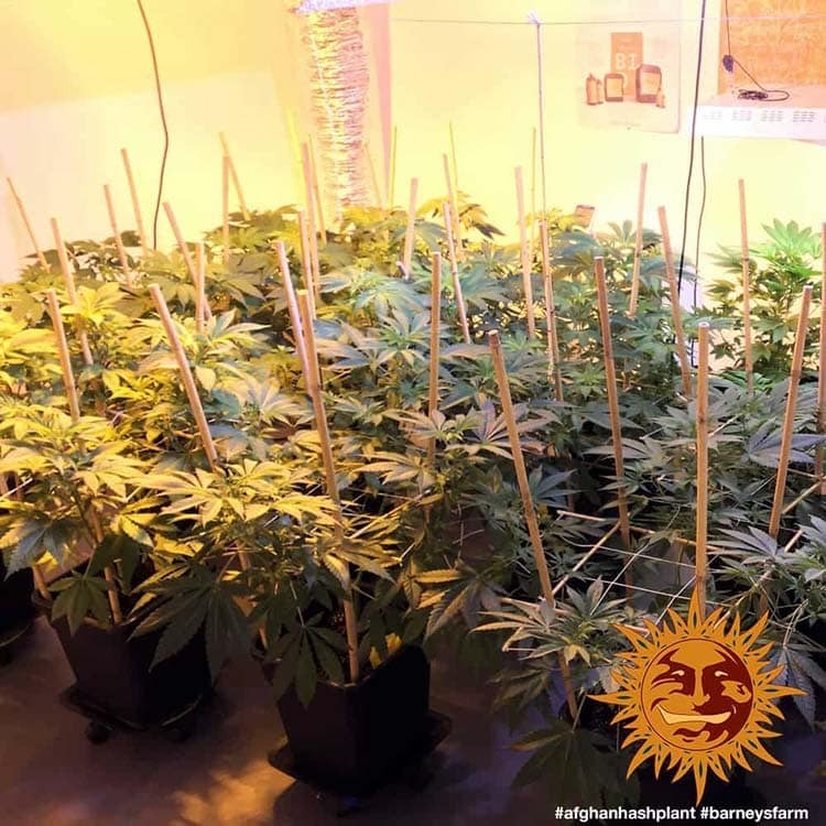 Barney's Farm - Afghan Hash Plant (reg.)