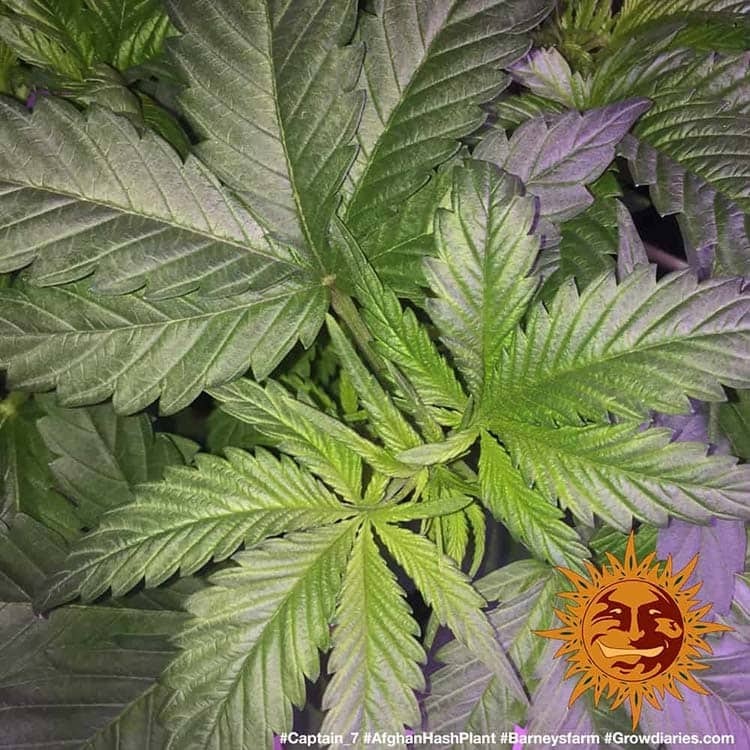 Barney's Farm - Afghan Hash Plant (reg.)
