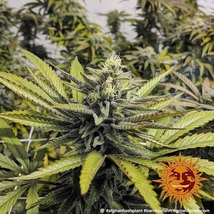 Barney's Farm - Afghan Hash Plant (reg.)