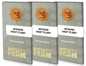 Barney's Farm - Afghan Hash Plant (reg.)
