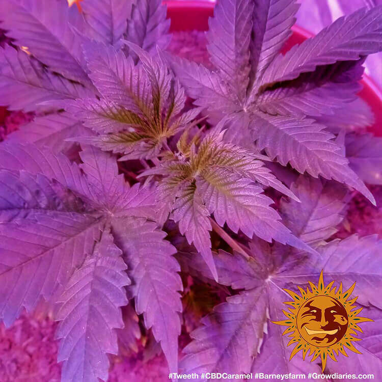 Barney's Farm - CBD Caramel (reg.)