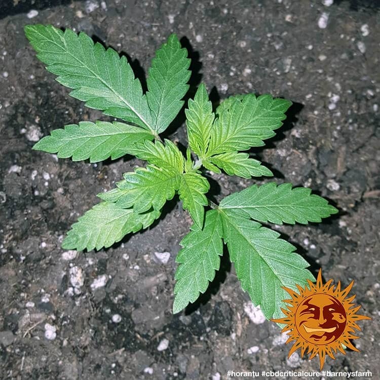 Barney's Farm - CBD Critical Cure (fem.)