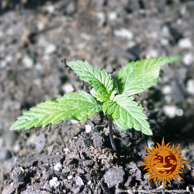 Barney's Farm - CBD Critical Cure (fem.)