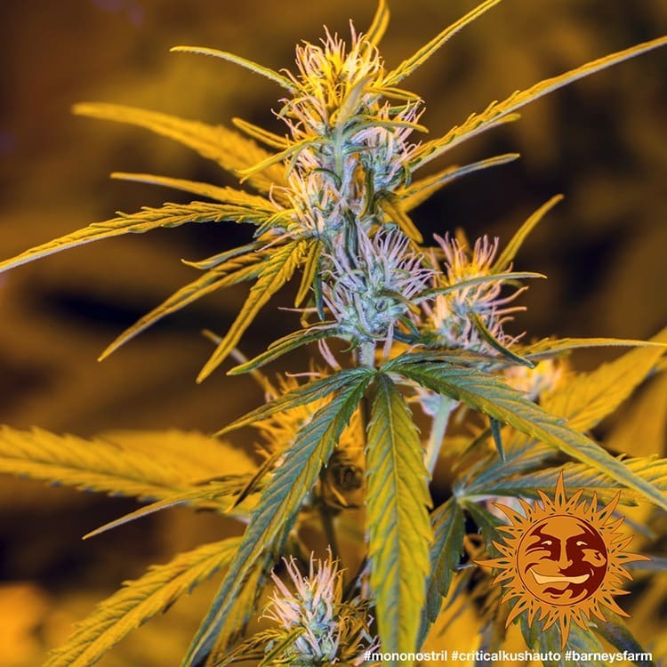 Barney's Farm - Critical Kush Auto (auto/fem.)