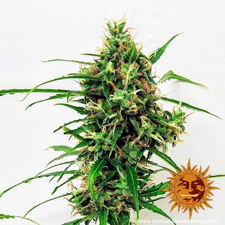 Barney's Farm - Critical Kush Auto (auto/fem.)