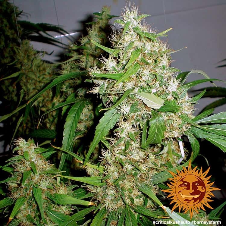 Barney's Farm - Critical Kush Auto (auto/fem.)