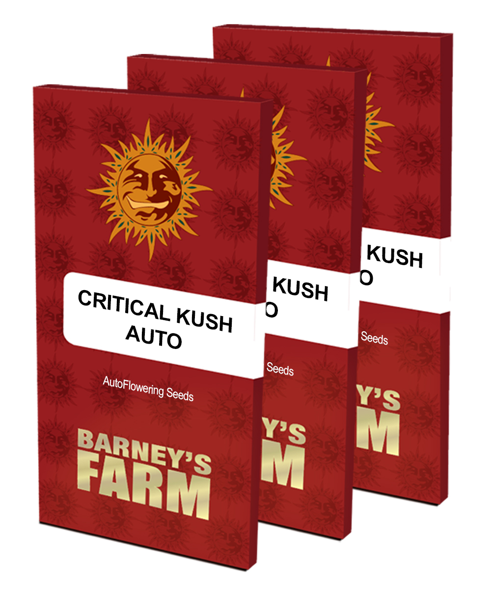 Barney's Farm - Critical Kush Auto (auto/fem.)