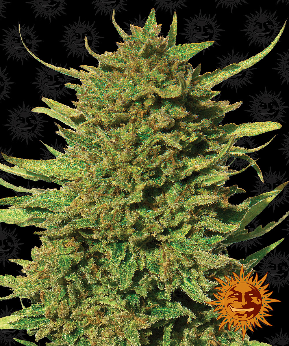 Barney's Farm - Critical Kush (reg.) 🏆