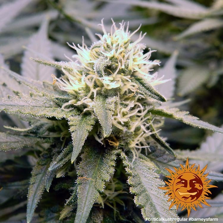 Barney's Farm - Critical Kush (reg.) 🏆