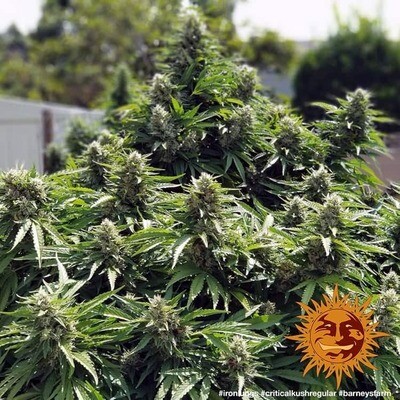 Barney's Farm - Critical Kush (reg.) 🏆 05632