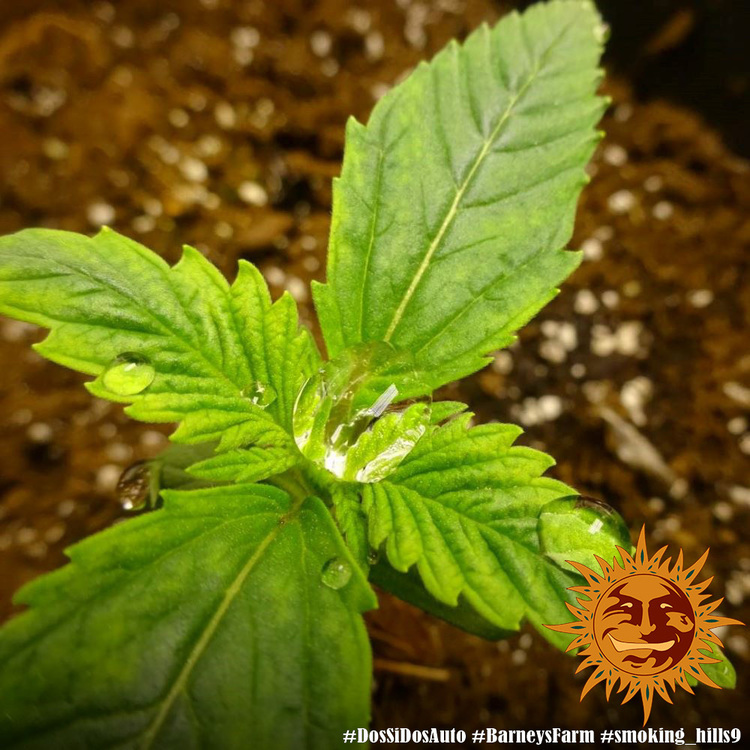 Barney's Farm - Dos Si Dos Auto (auto/fem.)