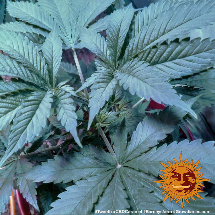 Barney's Farm - CBD Caramel (reg.)