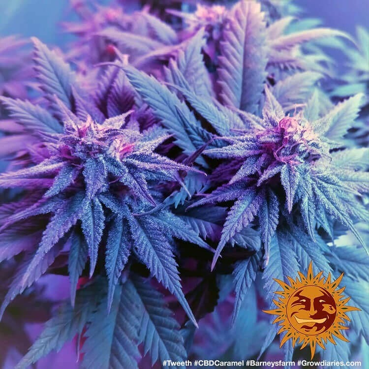 Barney's Farm - CBD Caramel (reg.)