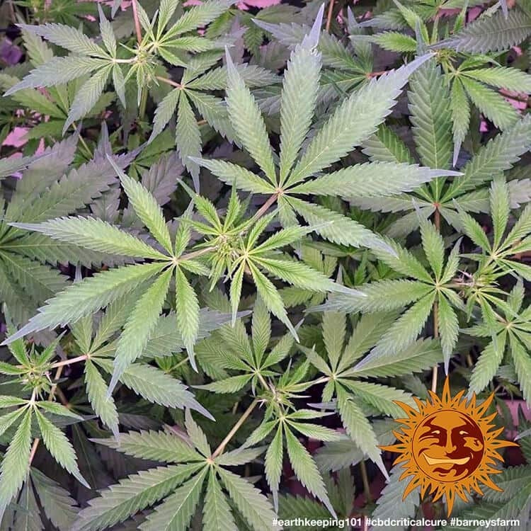 Barney's Farm - CBD Critical Cure (fem.)
