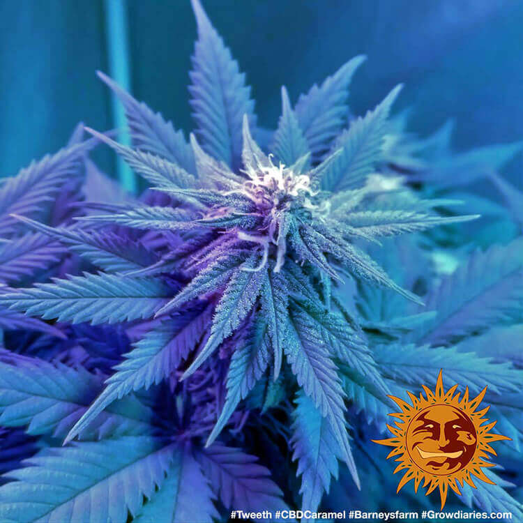 Barney's Farm - CBD Caramel (reg.)