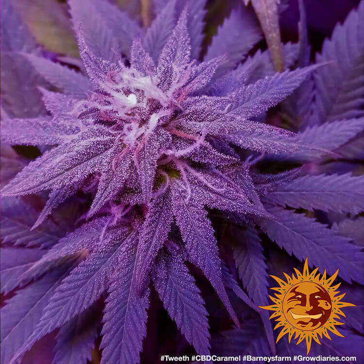 Barney's Farm - CBD Caramel (reg.)