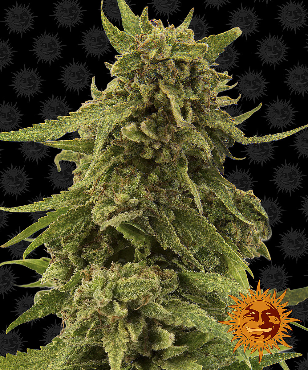 Barney's Farm - CBD Critical Cure (fem.)