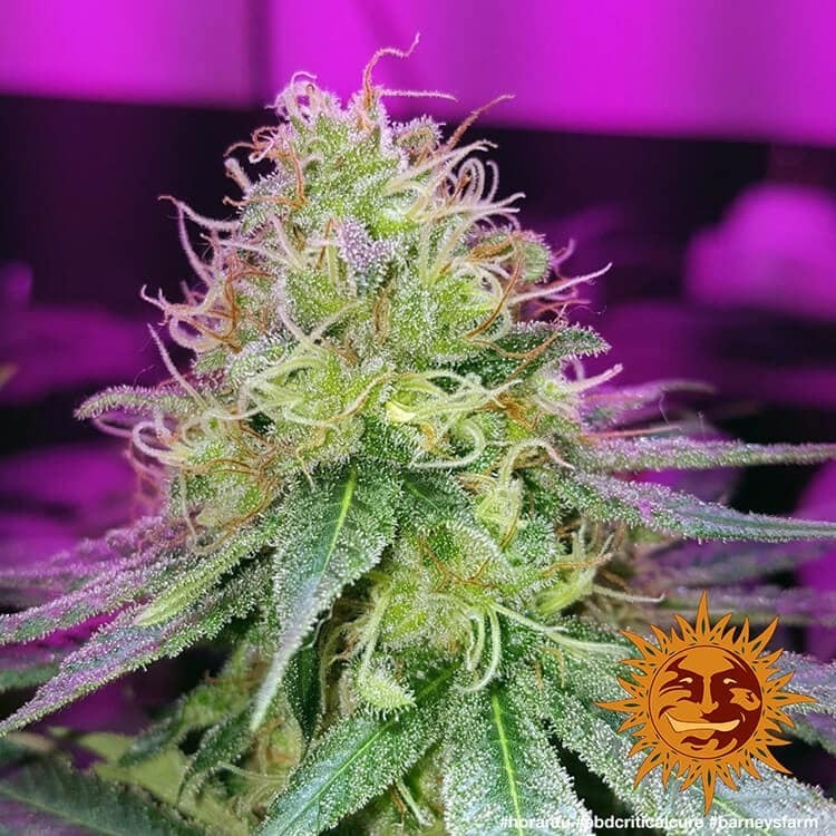 Barney's Farm - CBD Critical Cure (fem.)