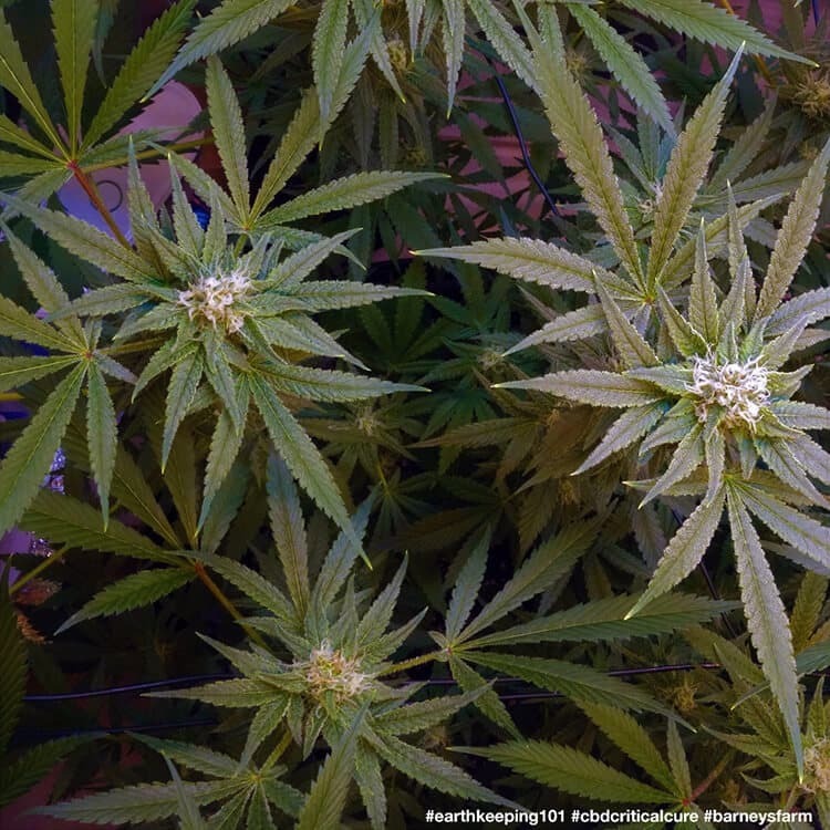 Barney's Farm - CBD Critical Cure (fem.)