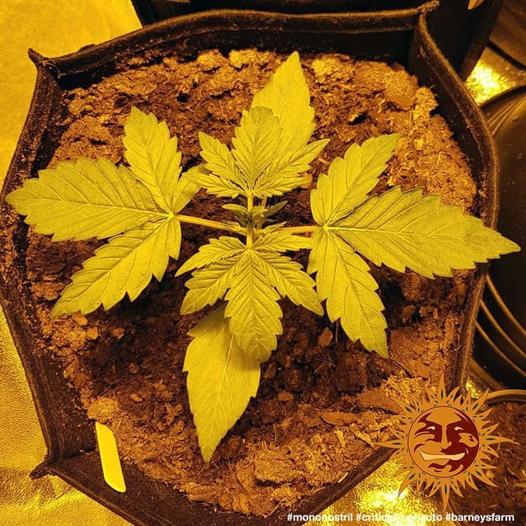 Barney's Farm - Critical Kush Auto (auto/fem.)