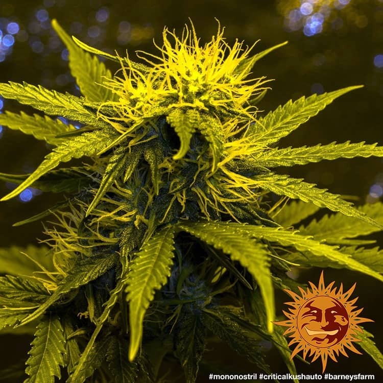 Barney's Farm - Critical Kush Auto (auto/fem.)