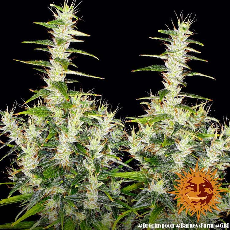 Barney's Farm - Dr. Grinspoon (fem.)
