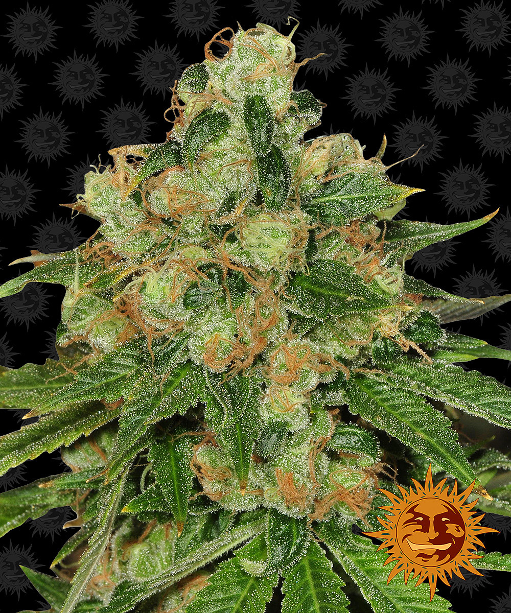 Barney's Farm - CBD Caramel (reg.)