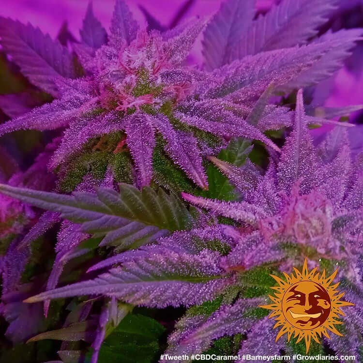 Barney's Farm - CBD Caramel (reg.)