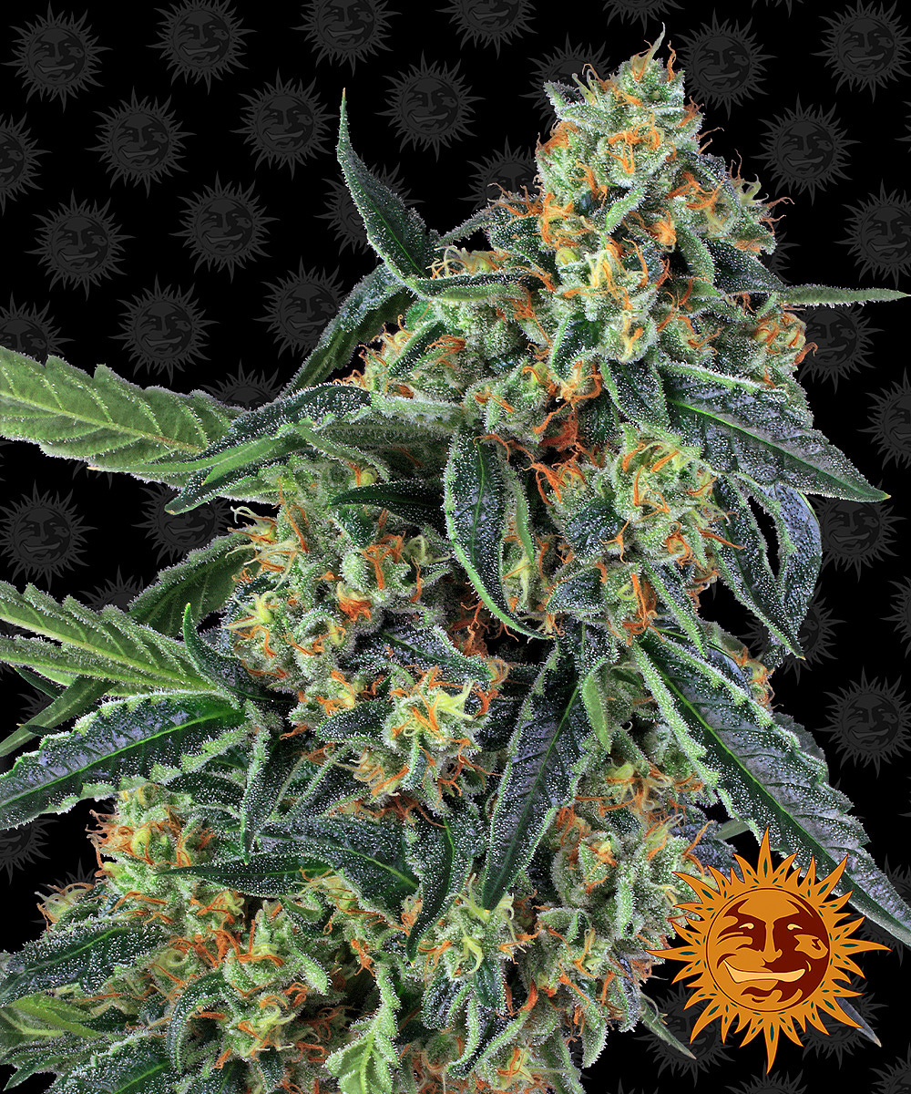 Barney's Farm - Cookies Kush (fem.)