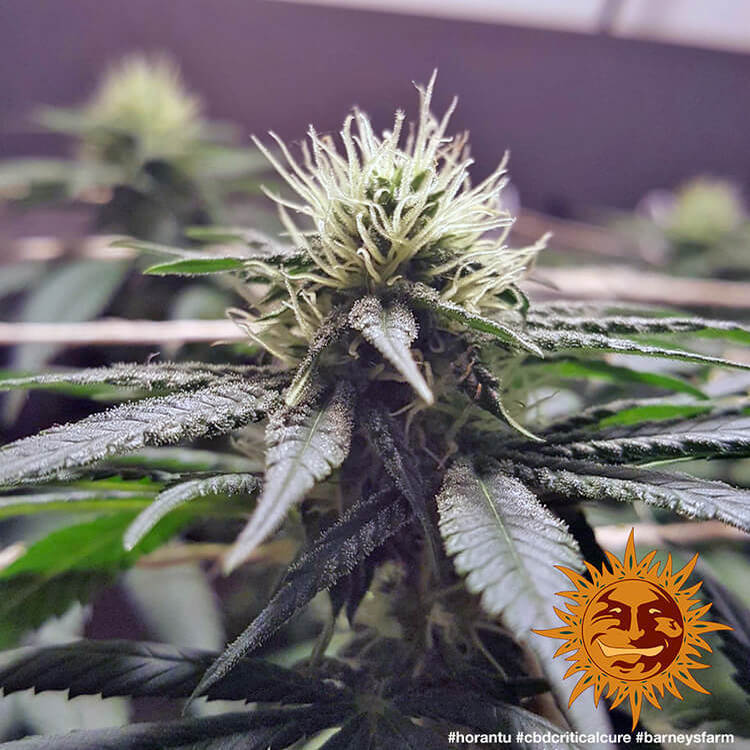 Barney's Farm - CBD Critical Cure (fem.)