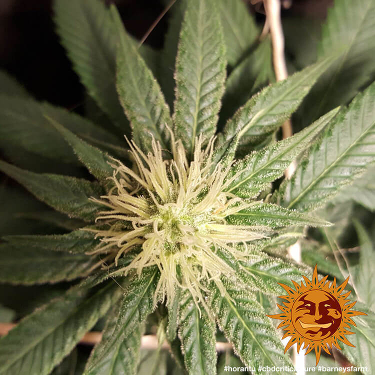 Barney's Farm - CBD Critical Cure (fem.)