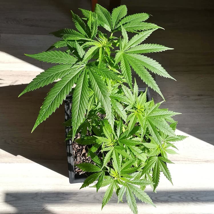 Barney's Farm - Critical Kush Auto (auto/fem.)
